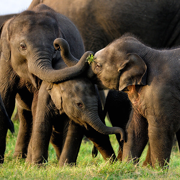 Elephant Safari