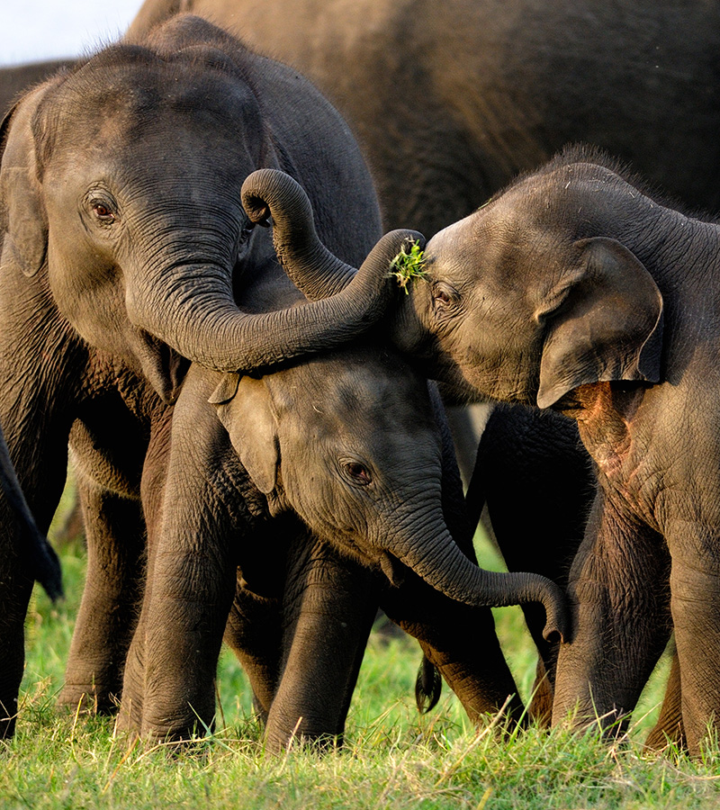 The splendor of Sri Lanka tour package