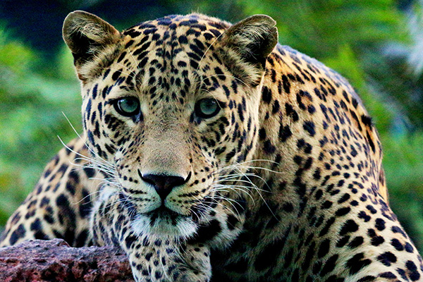Echoes of The Wild 