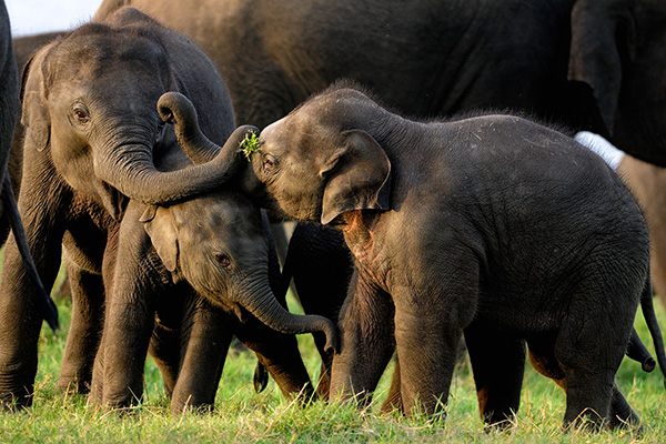 Splendor Of Sri Lanka