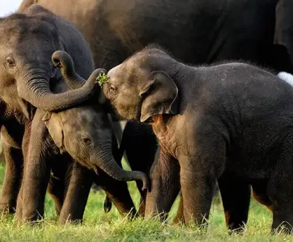 Wild-Encounters