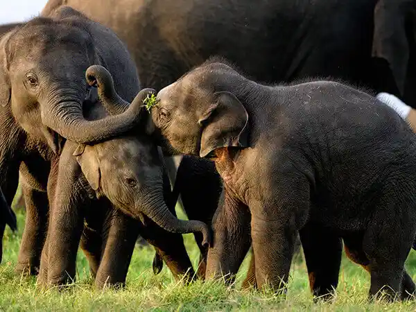 Wild-Encounters